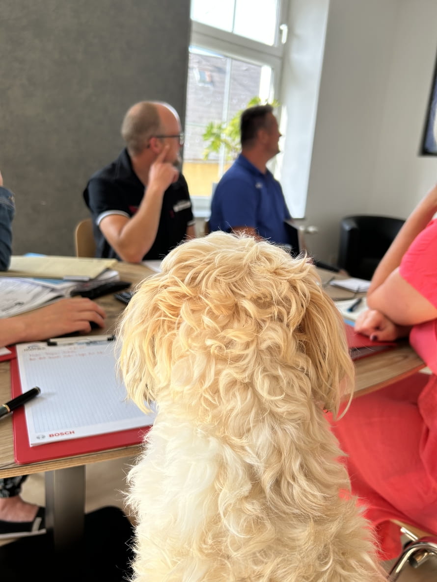 Bürohund Hermann darf auch in keiner Mitarbeiterbesprechung fehlen