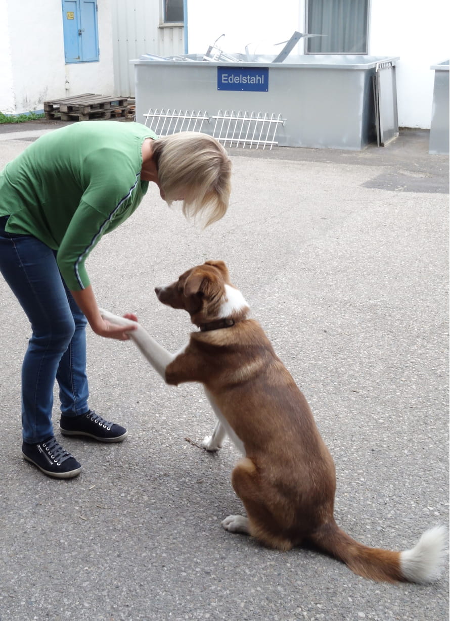 Hundefreundliche Umgebung (Hunde von MitarbeiterInnen können mitgebracht werden)