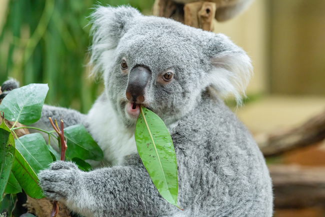 Freier Eintritt für Kinder im Tiergarten Schönbrunn bis 3. November