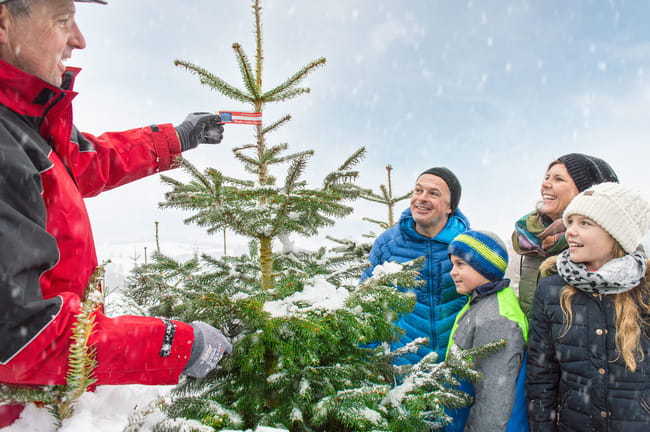 Foto zum Highlight Verein OÖ Christbaumbauern